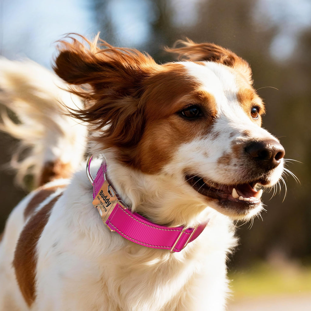 Reflective Dog Collar with Engraved ID Tag R2354