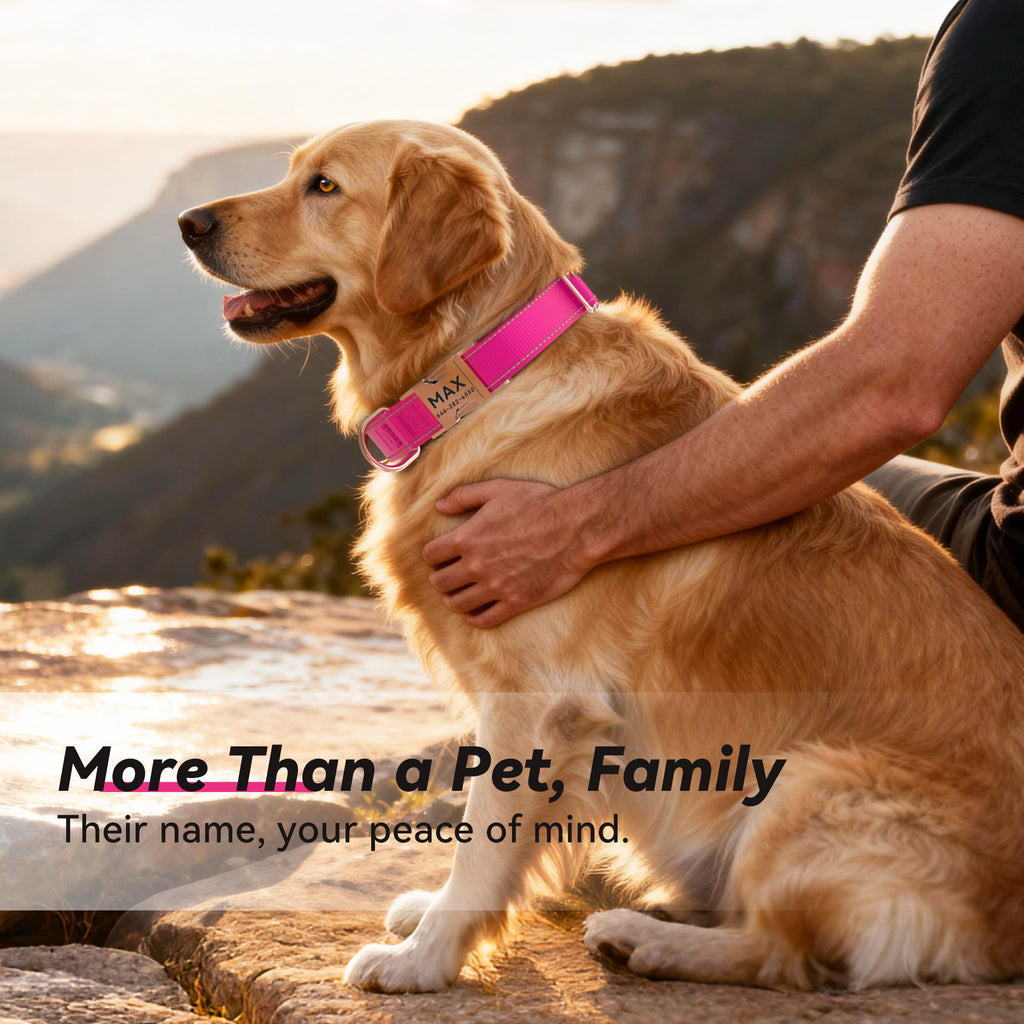 Reflective Dog Collar with Engraved ID Tag R2354